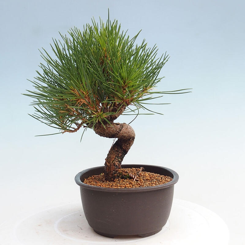 Outdoor bonsai - Pinus thunbergii - Thunbergia pine