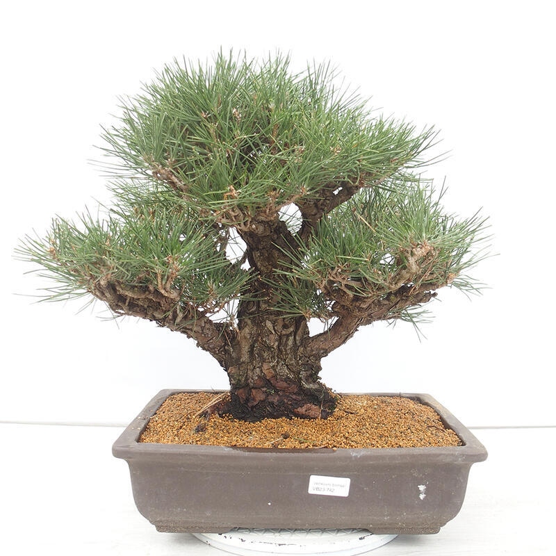 Outdoor bonsai - Pinus thunbergii - Thunberg pine