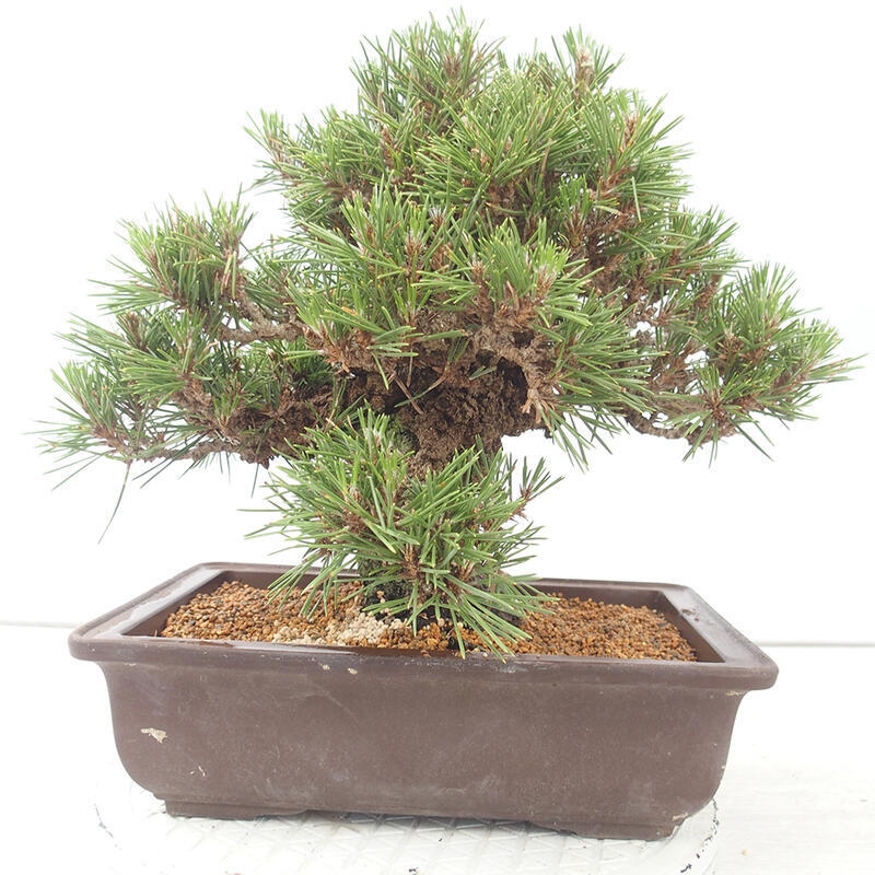 Outdoor bonsai - Pinus thunbergii - Thunberg pine