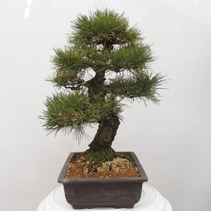 Outdoor bonsai - Pinus thunbergii - Thunberg pine