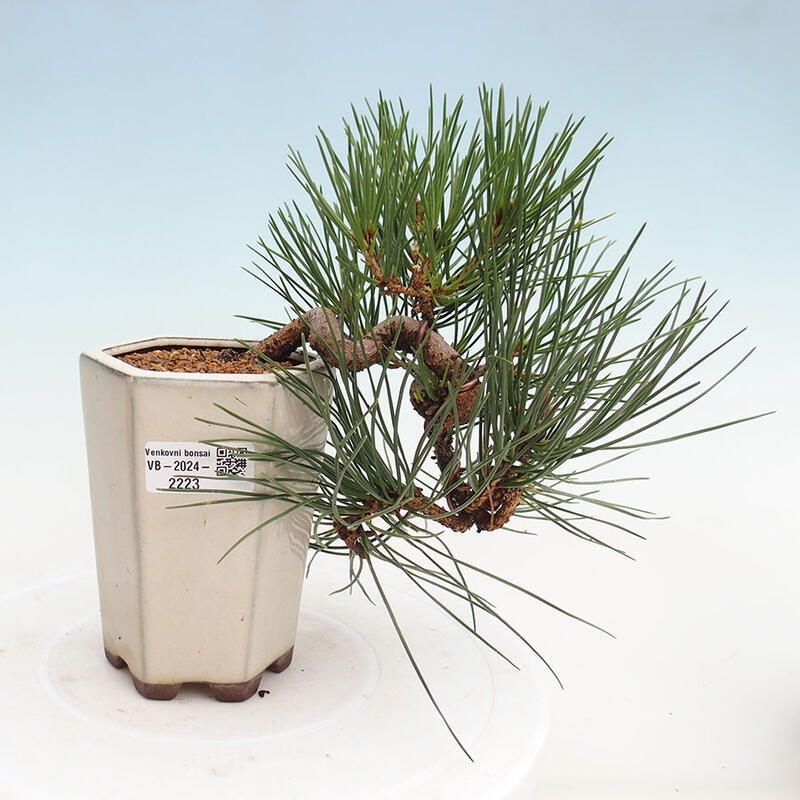 Outdoor bonsai - Pinus thunbergii - Thunbergia pine