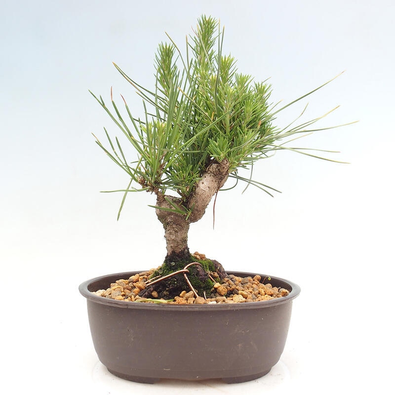 Outdoor bonsai - Pinus thunbergii - Thunbergia pine