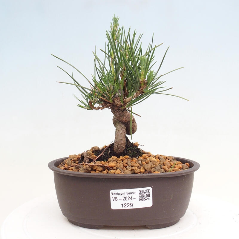 Outdoor bonsai - Pinus thunbergii - Thunbergia pine