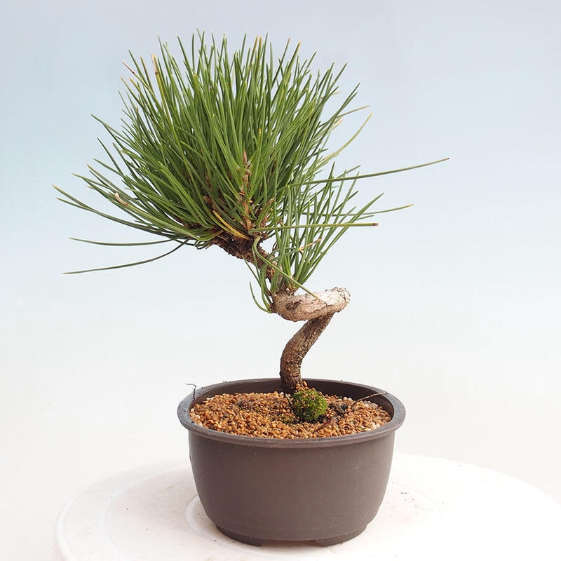 Outdoor bonsai - Pinus thunbergii - Thunbergia pine