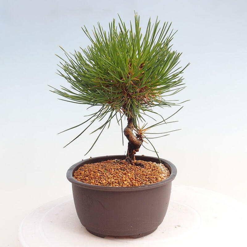 Outdoor bonsai - Pinus thunbergii - Thunbergia pine