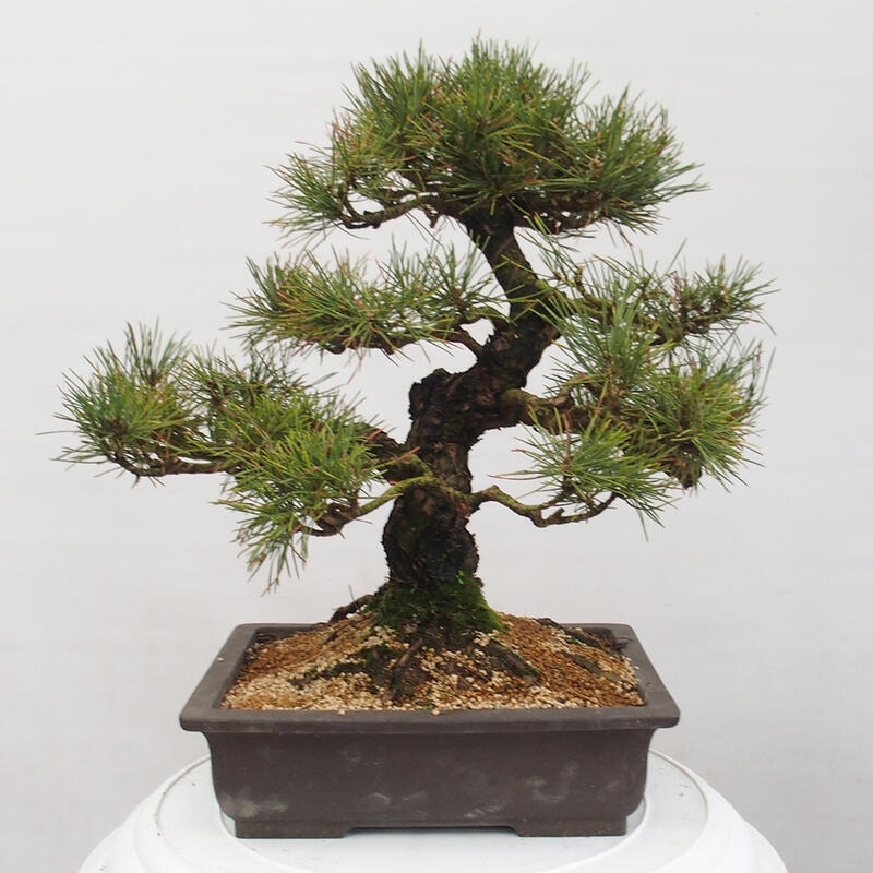 Outdoor bonsai - Pinus thunbergii - Thunberg pine