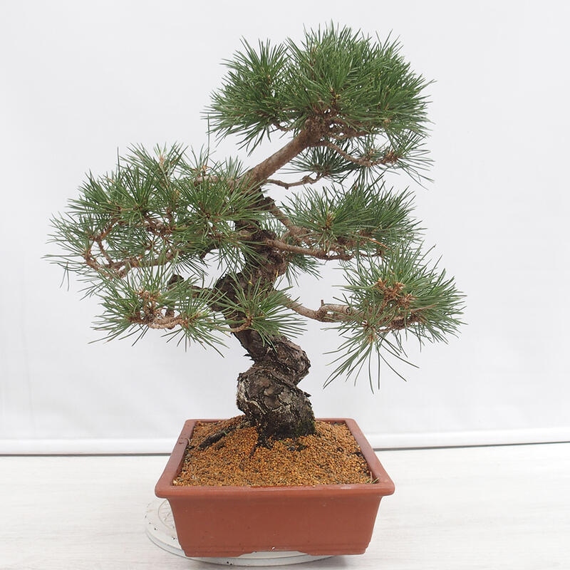 Outdoor bonsai - Pinus thunbergii - Thunberg pine