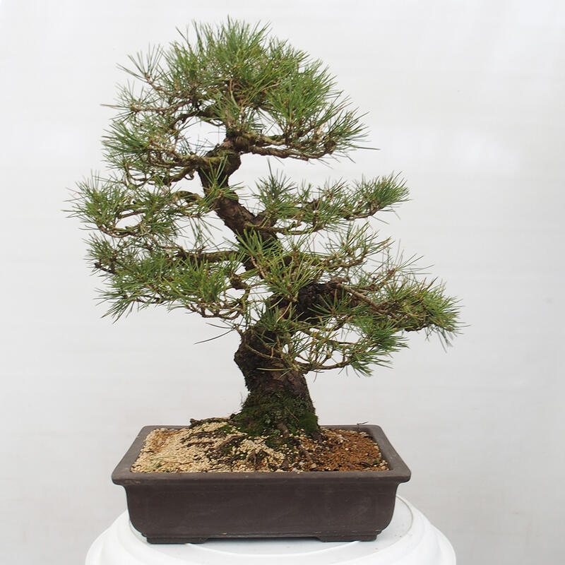 Outdoor bonsai - Pinus thunbergii - Thunberg pine