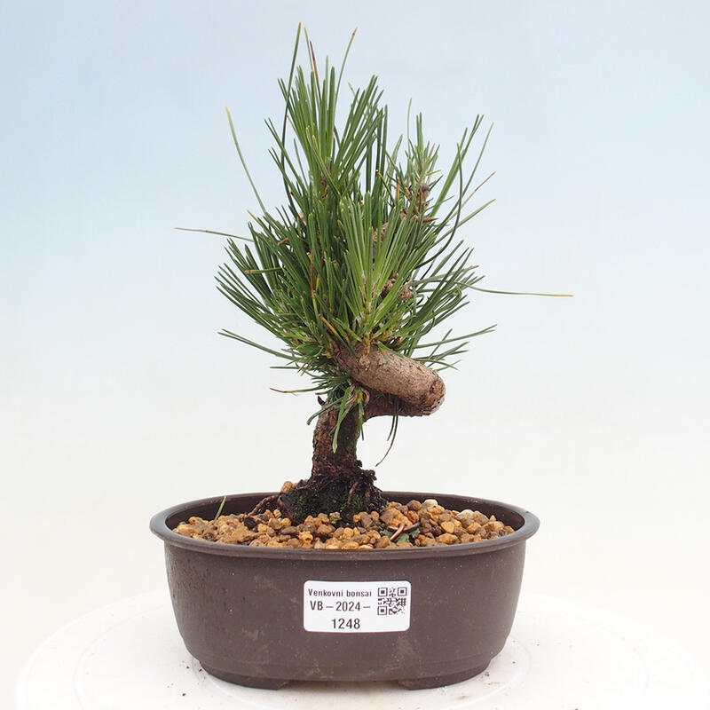 Outdoor bonsai - Pinus thunbergii - Thunbergia pine