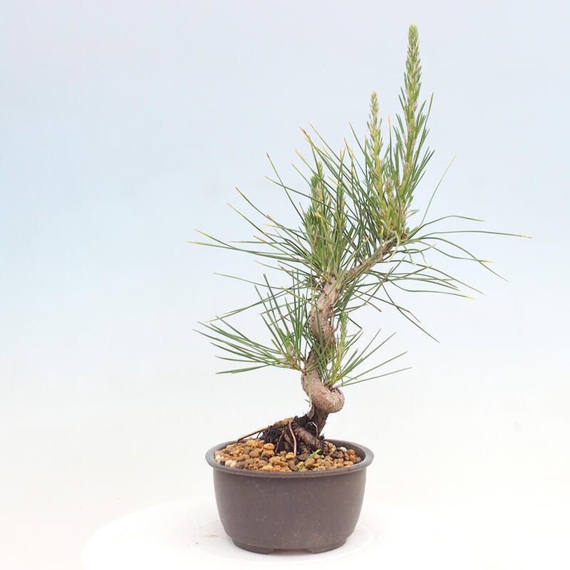 Outdoor bonsai - Pinus thunbergii - Thunbergia pine