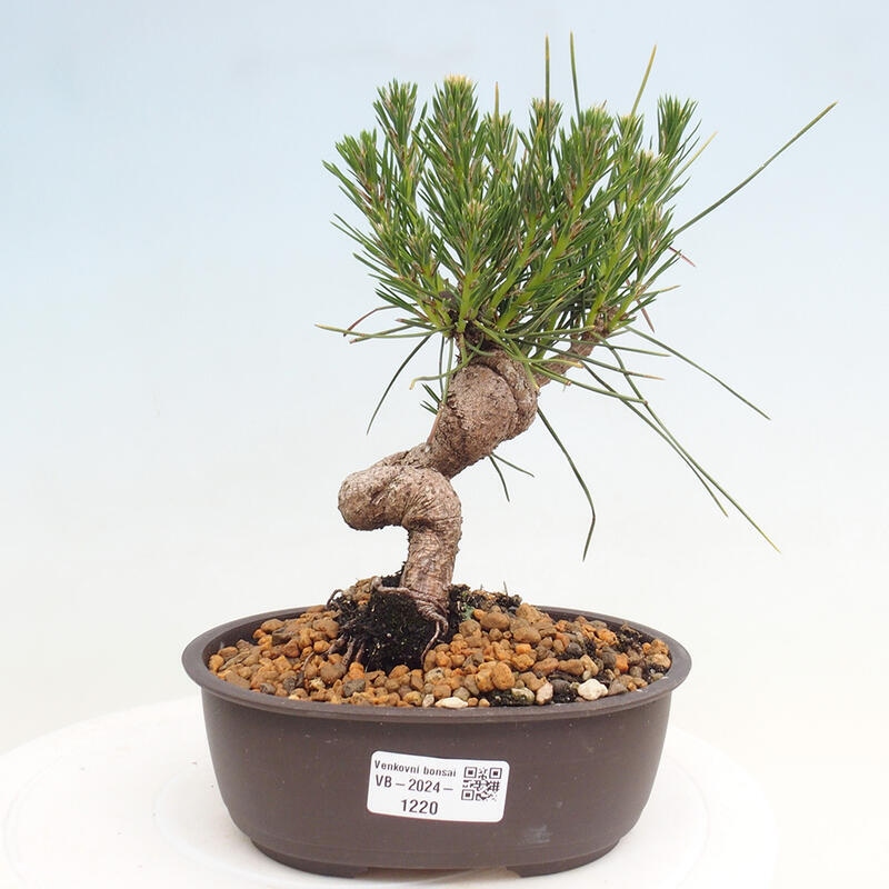 Outdoor bonsai - Pinus thunbergii - Thunbergia pine