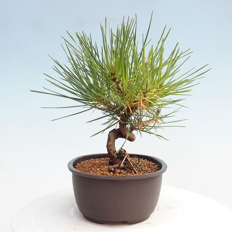 Outdoor bonsai - Pinus thunbergii - Thunbergia pine