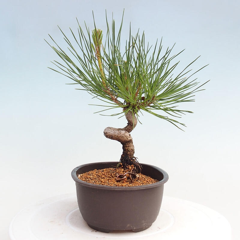 Outdoor bonsai - Pinus thunbergii - Thunbergia pine