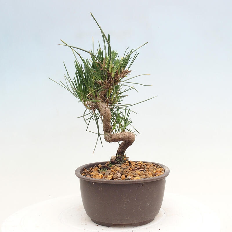 Outdoor bonsai - Pinus thunbergii - Thunbergia pine