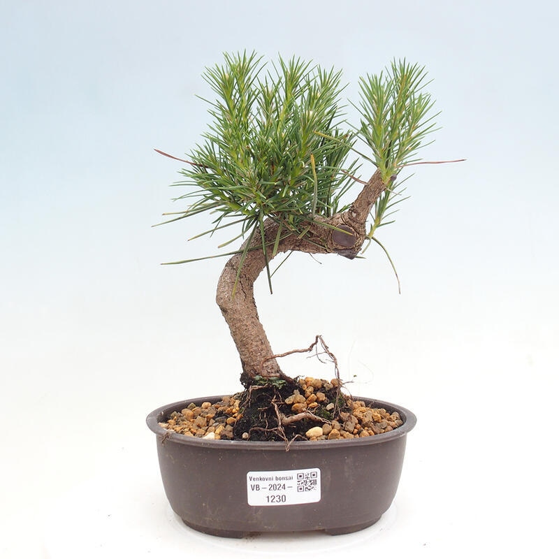 Outdoor bonsai - Pinus thunbergii - Thunbergia pine