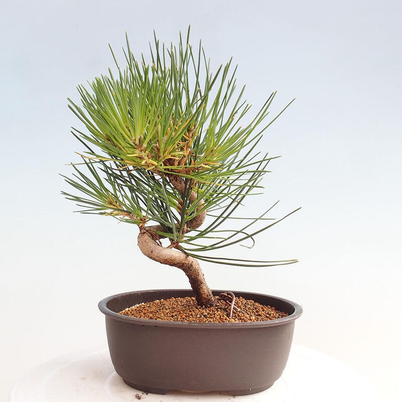 Outdoor bonsai - Pinus thunbergii - Thunbergia pine