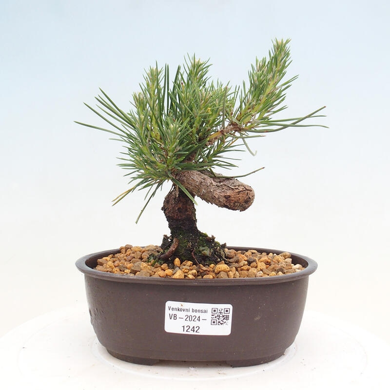 Outdoor bonsai - Pinus thunbergii - Thunbergia pine