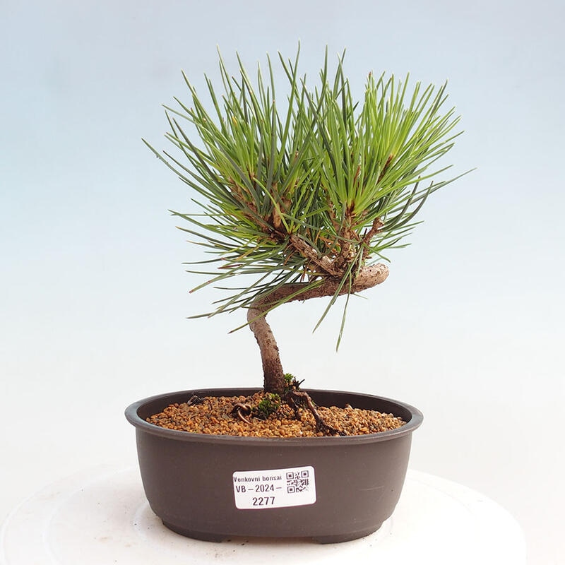 Outdoor bonsai - Pinus thunbergii - Thunbergia pine