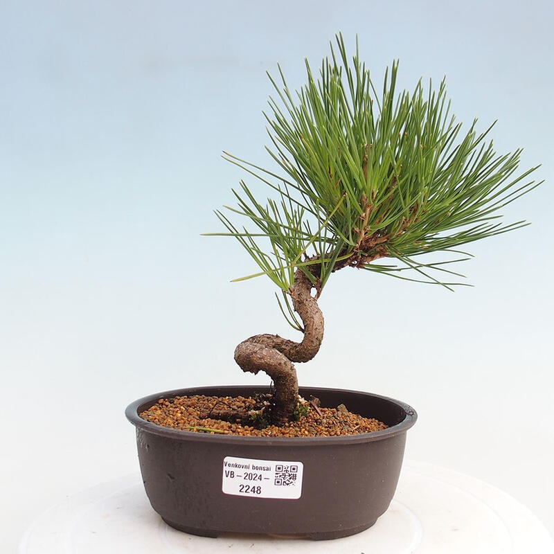 Outdoor bonsai - Pinus thunbergii - Thunbergia pine