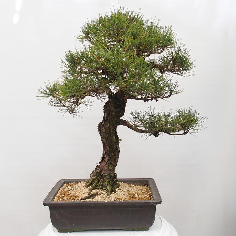 Outdoor bonsai - Pinus thunbergii - Thunberg pine