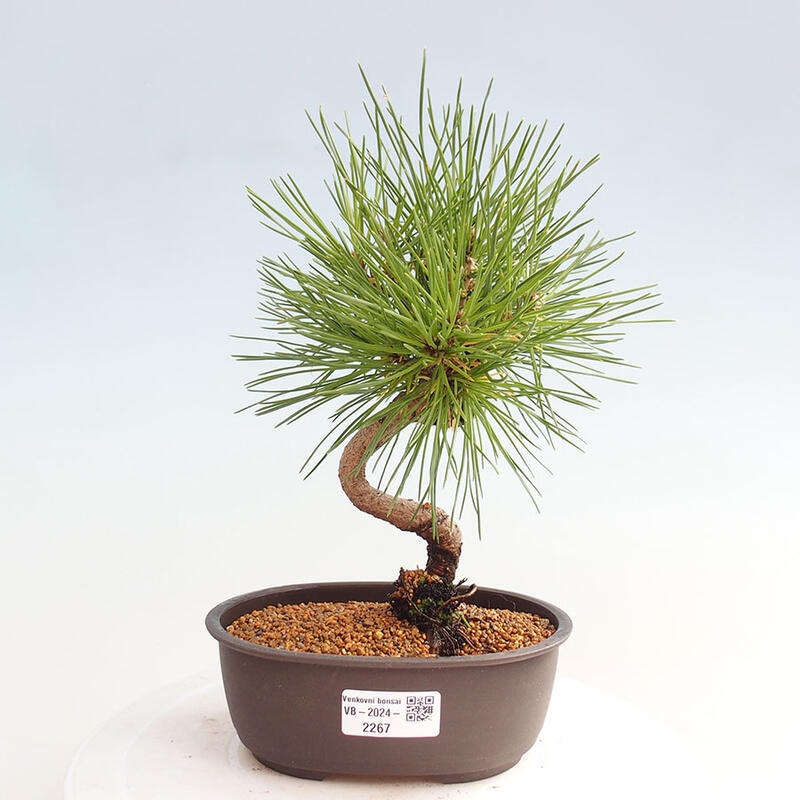 Outdoor bonsai - Pinus thunbergii - Thunbergia pine