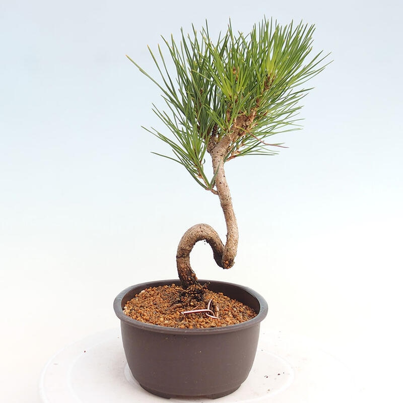 Outdoor bonsai - Pinus thunbergii - Thunbergia pine