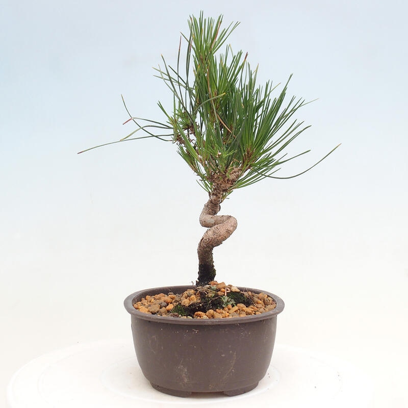 Outdoor bonsai - Pinus thunbergii - Thunbergia pine