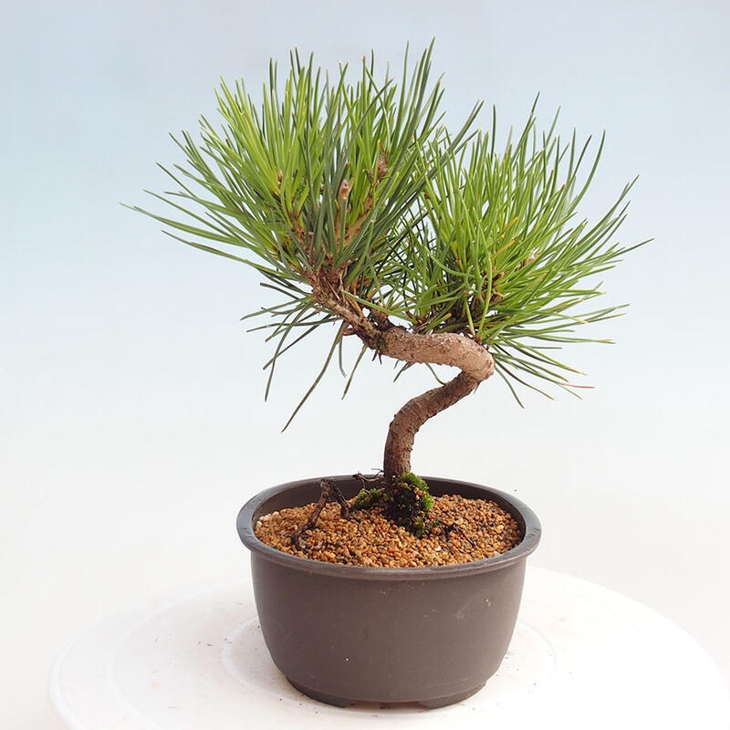 Outdoor bonsai - Pinus thunbergii - Thunbergia pine