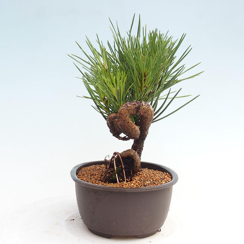 Outdoor bonsai - Pinus thunbergii - Thunbergia pine