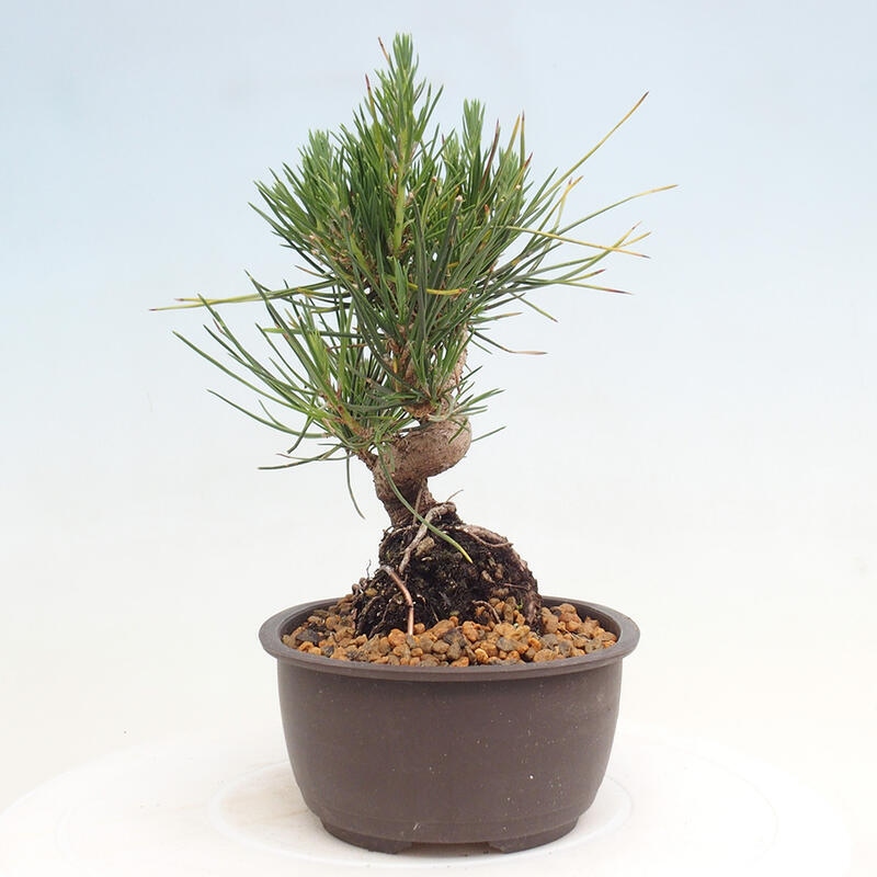 Outdoor bonsai - Pinus thunbergii - Thunbergia pine