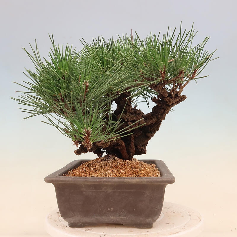 Outdoor bonsai - Pinus thunbergii corticosa - cork pine