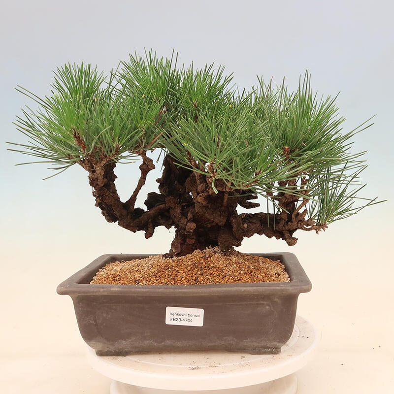 Outdoor bonsai - Pinus thunbergii corticosa - cork pine