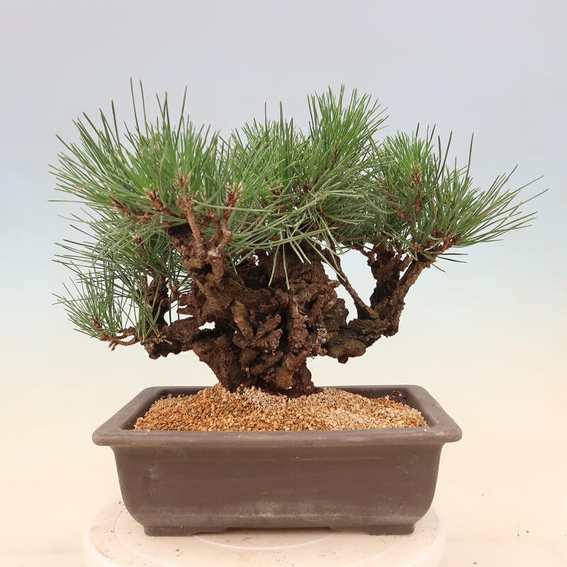 Outdoor bonsai - Pinus thunbergii corticosa - cork pine