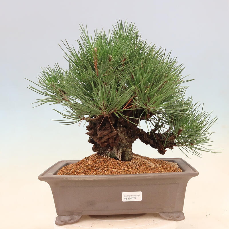 Outdoor bonsai - Pinus thunbergii corticosa - cork pine