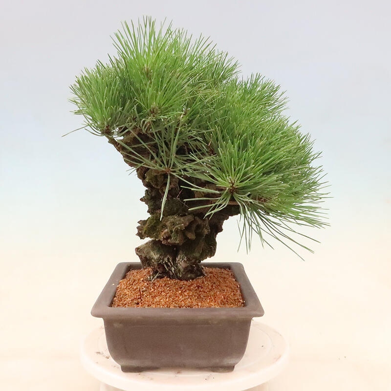 Outdoor bonsai - Pinus thunbergii corticosa - cork pine