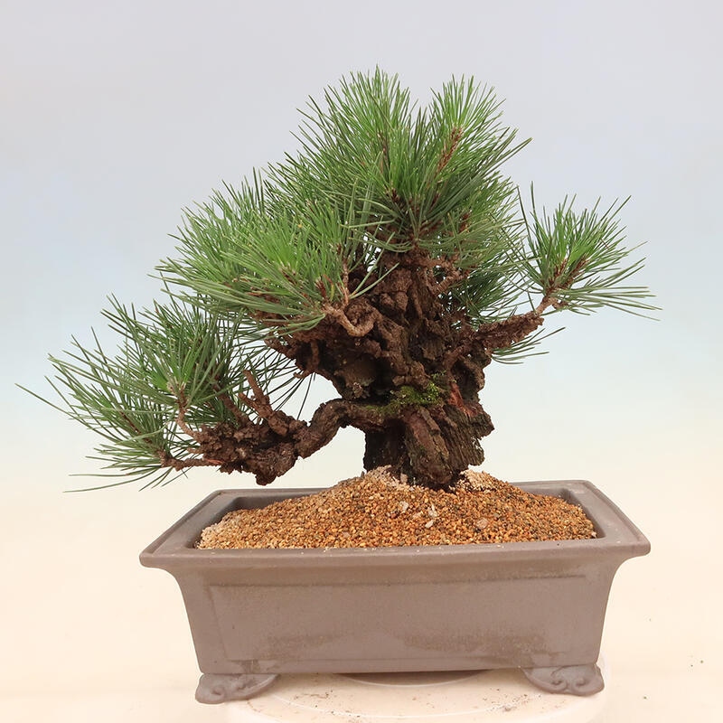 Outdoor bonsai - Pinus thunbergii corticosa - cork pine