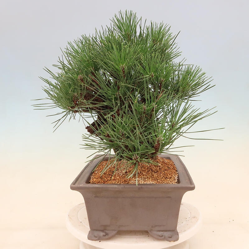 Outdoor bonsai - Pinus thunbergii corticosa - cork pine