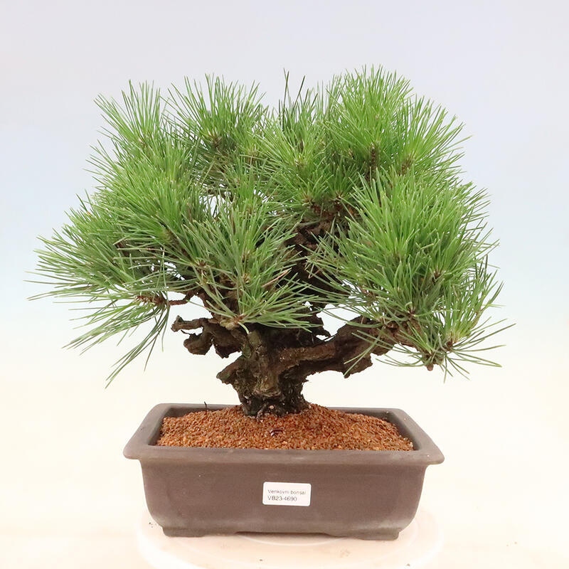 Outdoor bonsai - Pinus thunbergii corticosa - cork pine