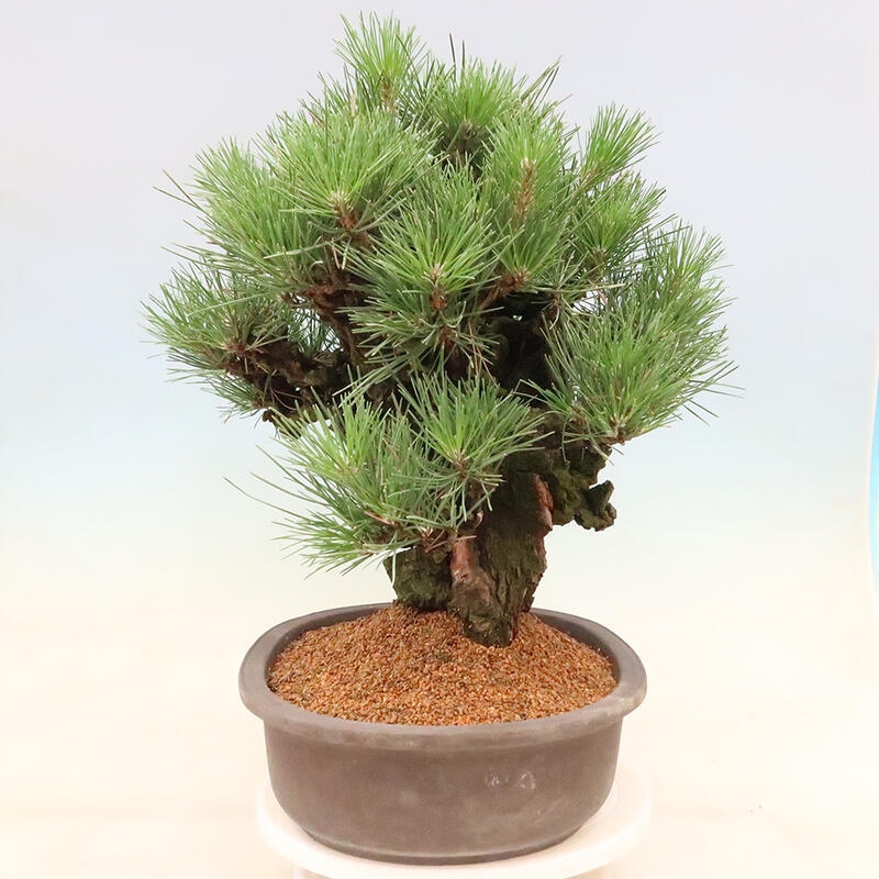 Outdoor bonsai - Pinus thunbergii corticosa - cork pine