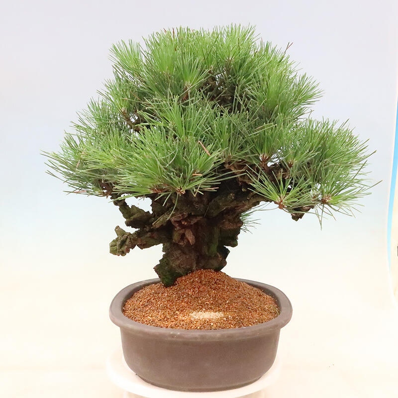 Outdoor bonsai - Pinus thunbergii corticosa - cork pine