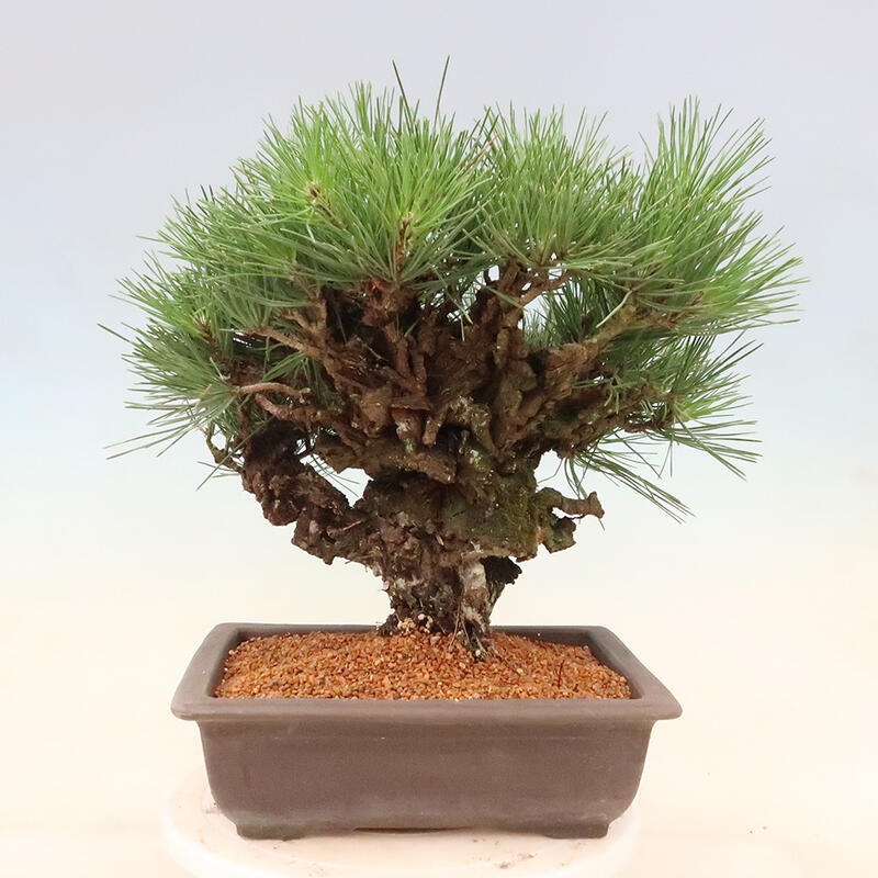 Outdoor bonsai - Pinus thunbergii corticosa - cork pine