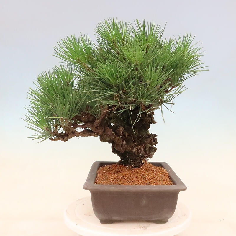 Outdoor bonsai - Pinus thunbergii corticosa - cork pine