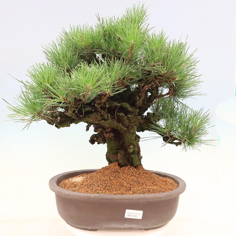 Outdoor bonsai - Pinus thunbergii corticosa - cork pine