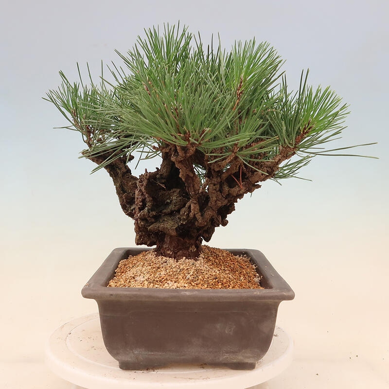 Outdoor bonsai - Pinus thunbergii corticosa - cork pine