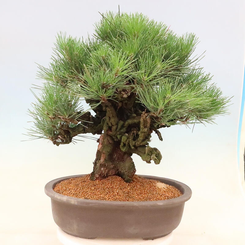 Outdoor bonsai - Pinus thunbergii corticosa - cork pine