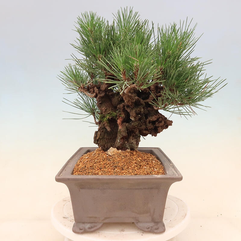 Outdoor bonsai - Pinus thunbergii corticosa - cork pine