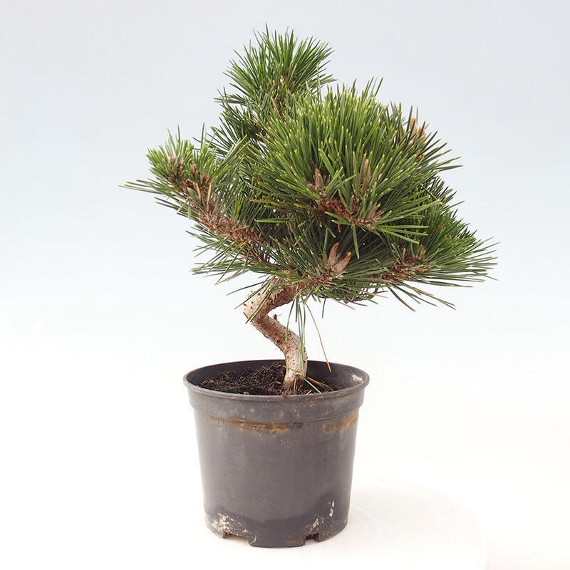 Outdoor bonsai - Pinus thunbergii senjyumaru - Thunbergia pine