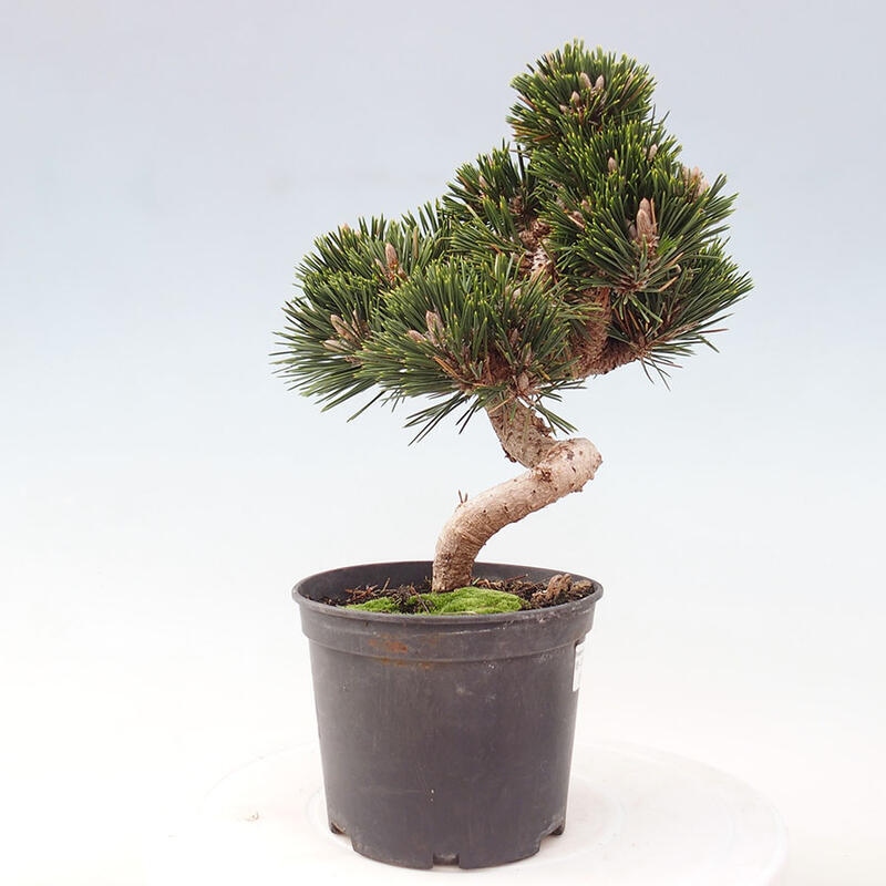 Outdoor bonsai - Pinus thunbergii senjyumaru - Thunbergia pine