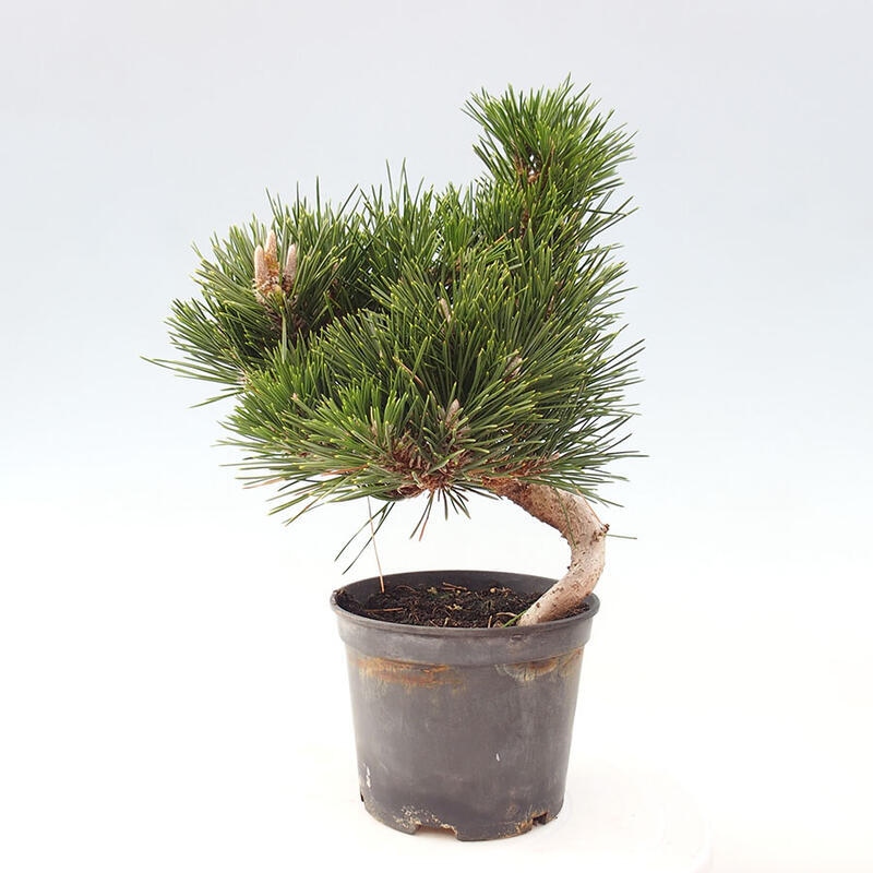 Outdoor bonsai - Pinus thunbergii senjyumaru - Thunbergia pine