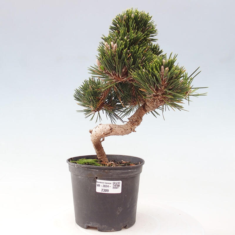 Outdoor bonsai - Pinus thunbergii senjyumaru - Thunbergia pine